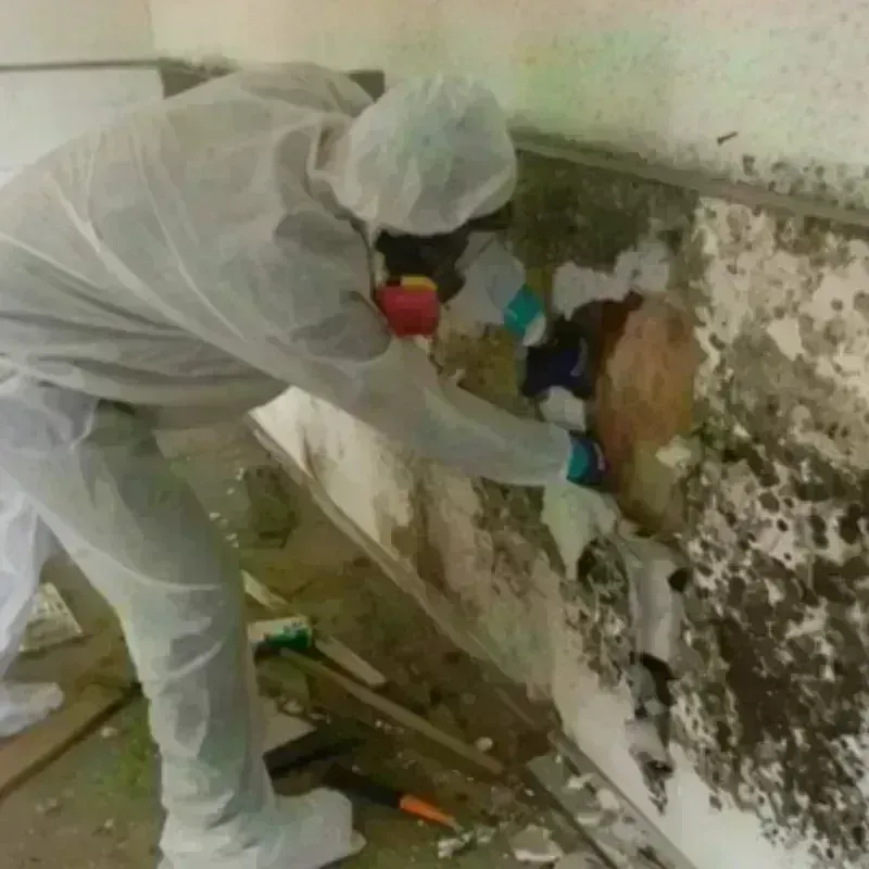 Mold Remediation and Removal in Shively, KY